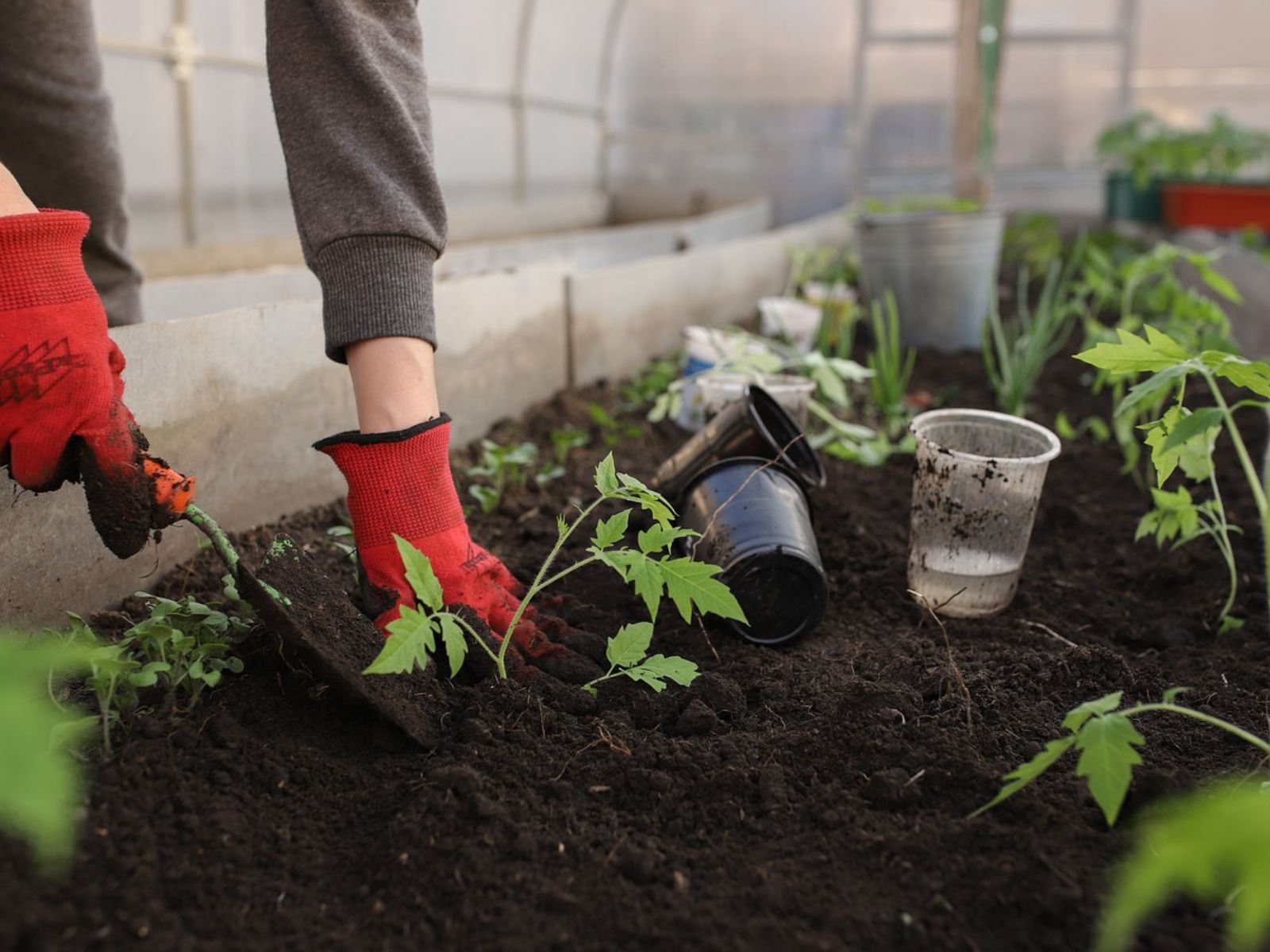 greenhouse raised bed home garden gardening vegetables