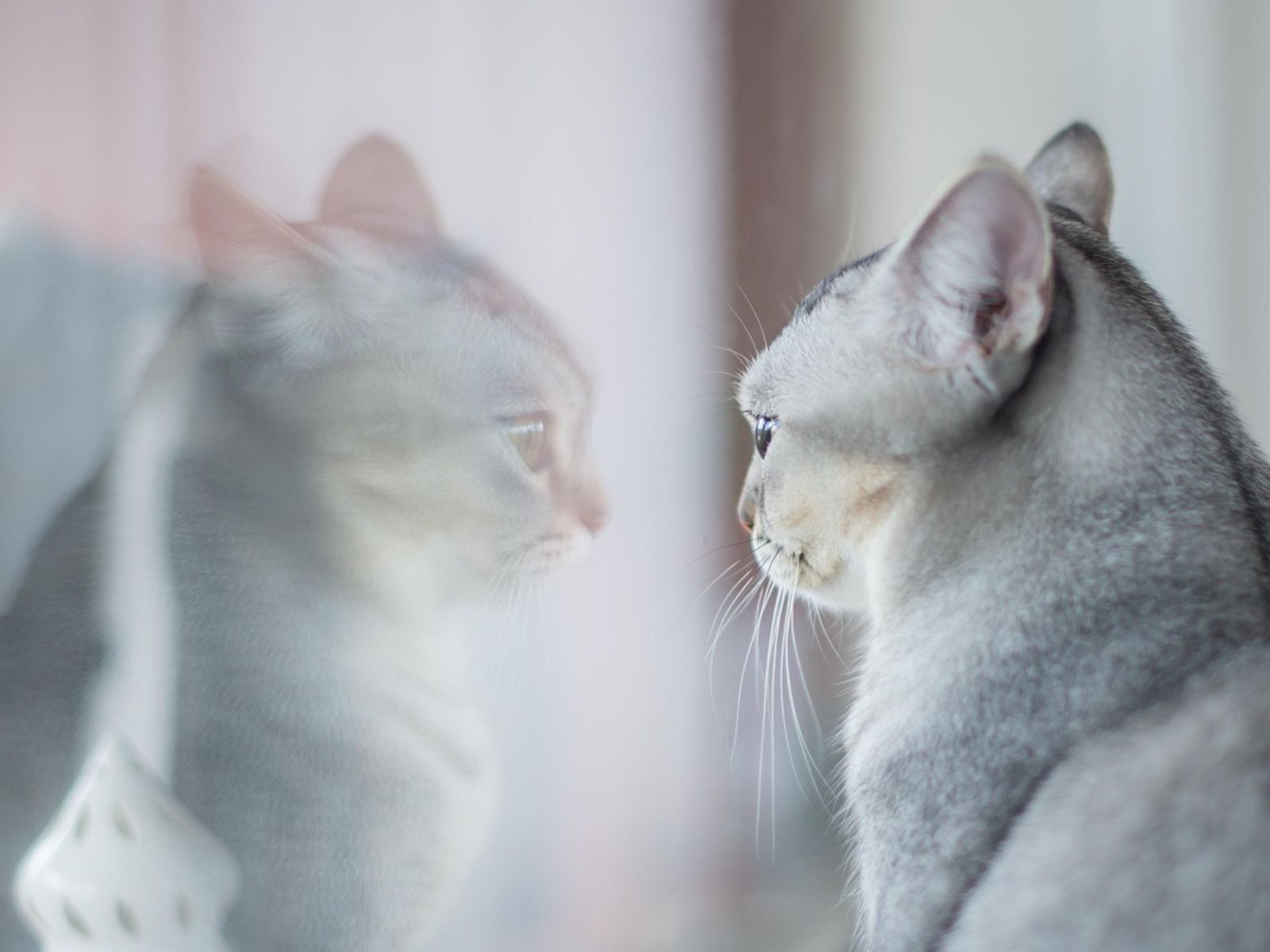 cat reflection