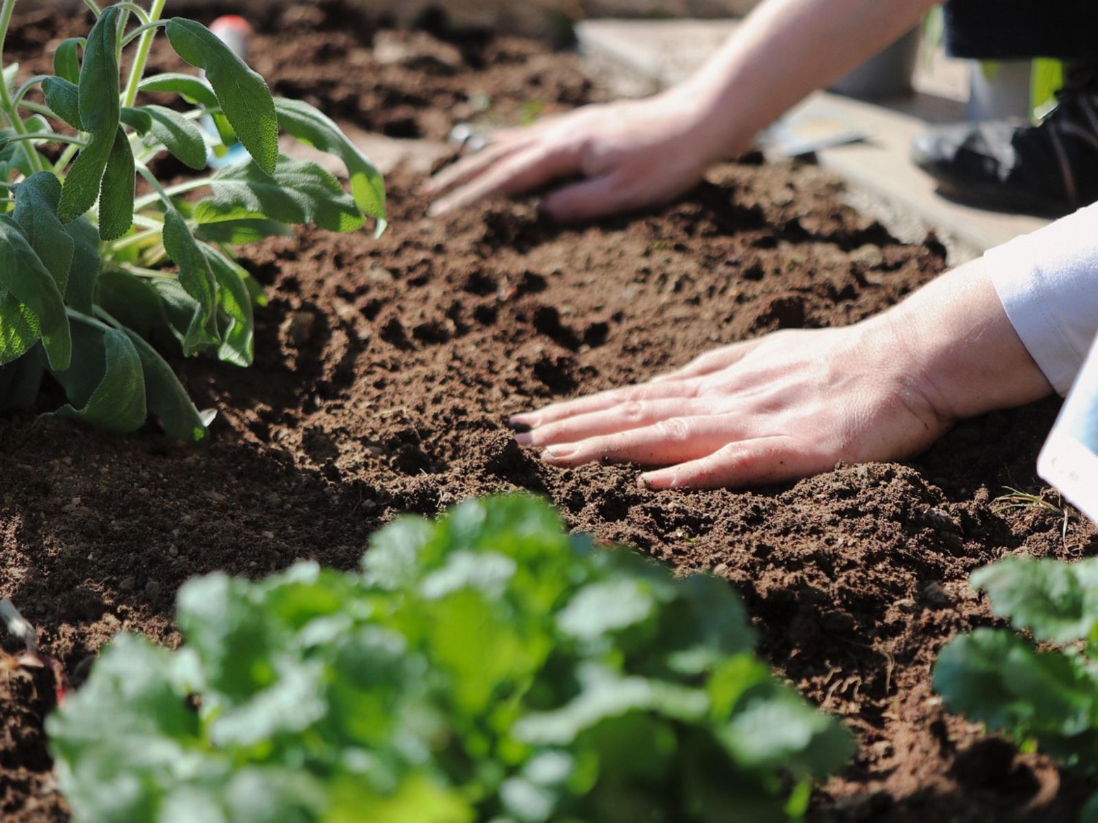 How Long Does It Take For Eggshells To Break Down In Soil?