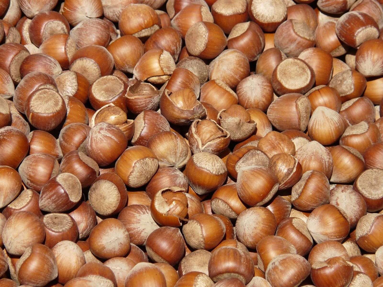 Use Hazelnut Shells In Your Garden Area