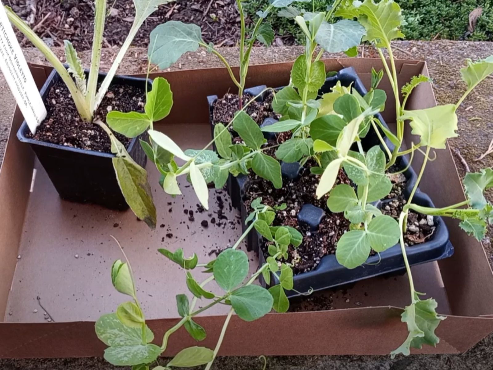 Veggie Starts From Minto Island Growers